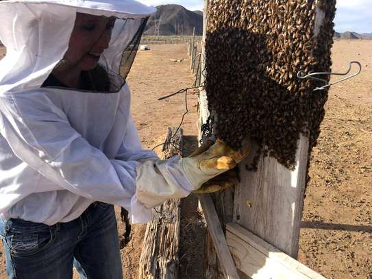 Beekeeping Service | From hive installation to honey harvesting, we provide everything that makes home beekeeping a simply beautiful pleasure for you.Call Us for Information image 4