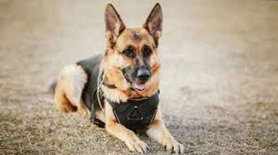 Pets Services-Dog Trainer Services in Kenya image 9