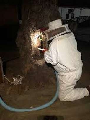 Safe Bee Removal Services Nairobi | We offer same day bee removal and relocation service.We are 24/7.Call us now. image 3