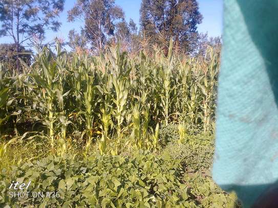 Maize for silage at Muranga kabati image 4