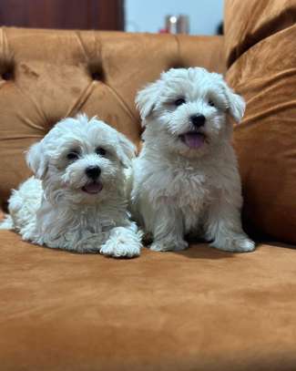 havanesse fluffy puppies image 3