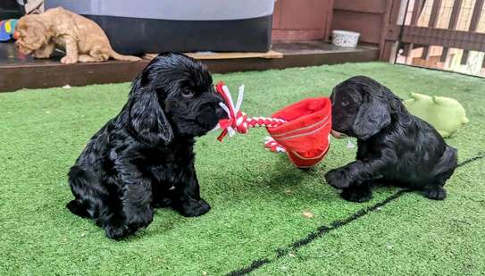 Irresistible Chocolate and Golden Cocker Spaniel Puppies image 6