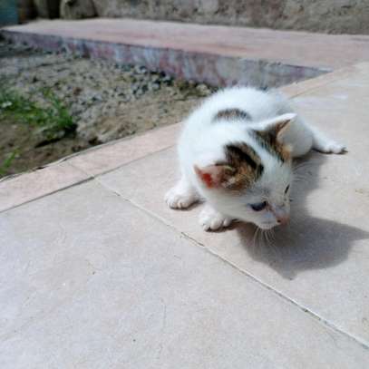 0-1 Month Old, Home-bred, Female, Persian Kittens for sale. image 7
