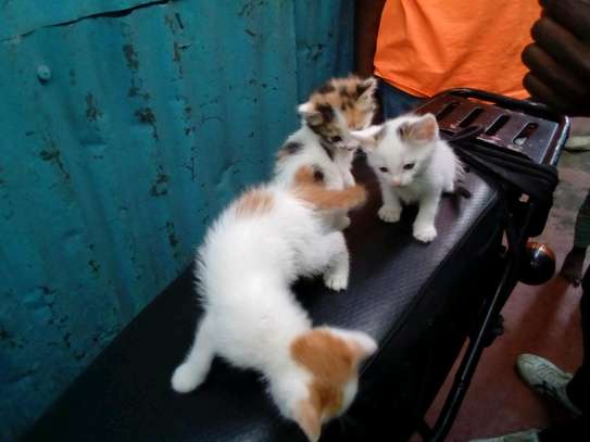 Cute Kittens on sale image 4
