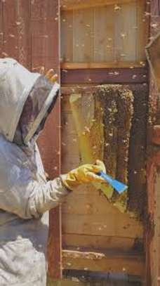Bee removal service image 1