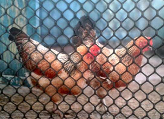 PLASTIC POULTRY MESH image 2