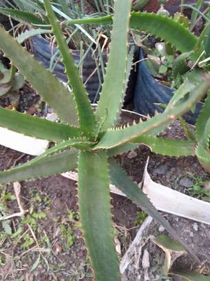 Ported Aloe Vera Plant image 1