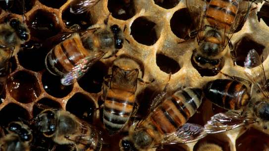 Expert Bee Removal Service /Safe Bee removal by the experts.Call Now ! image 4