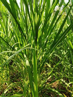 Australian red napier image 6