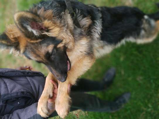6 Months Female German Shepherd image 4