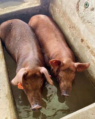 Healthy Pigs Available - Siaya image 12