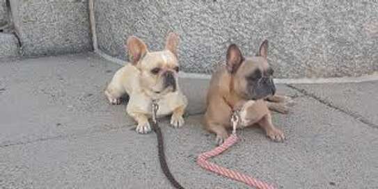 Nairobi Puppy and Dog Training - Puppy Home Visits image 11