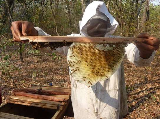 African Beekeeping Services - Welcome To The World Of Beekeeping | We provide education and advice, promoting responsible bee keeping. image 4