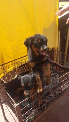 Rottweiler puppies for sale image 2