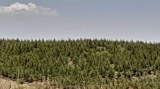 0.25 ac Land at Kipkorgot image 10