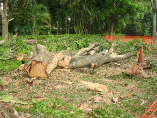 Quality Tree Removal Service | Tree Cutting Services| Tree Removal| Land Clearing| Stump Removal| Emergency work| Firewood Supplies | Tree Trimming and Pruning. Get A Free Quote Now. image 8