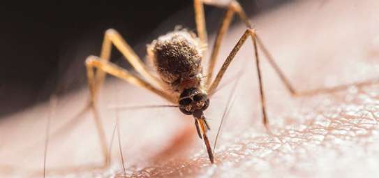 ‎Bed Bug Exterminators Kiserian/Athi River/ABC Place/Karura image 3