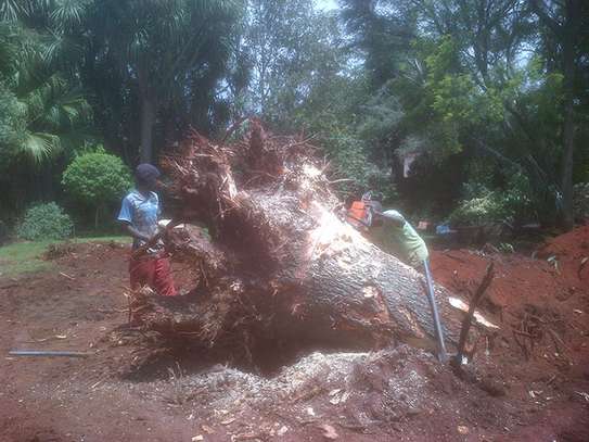 Tree cutting service Nairobi.Fast friendly & affordable. image 10