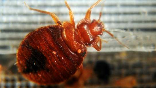 Expert Bed Bug Control - Same-Day Service. Call Now. image 6