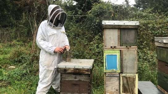 Hire a Beekeeping Service for Project - Call us today image 1