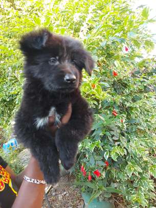 Solid Black German Shepherd Puppy image 2