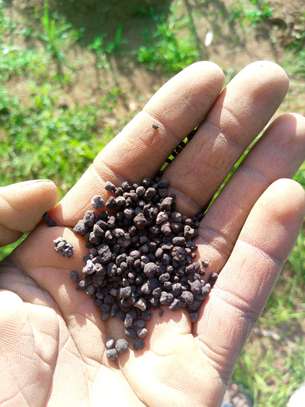 Homed Lime Co. Agricultural Lime Fine Powder Kenya image 3