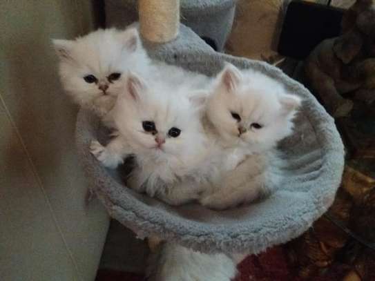 Cute male and female Persian kittens available now. image 1