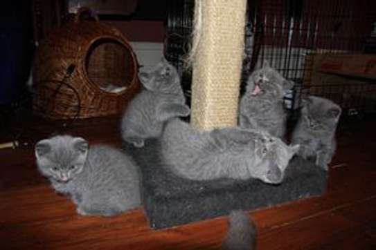 British shorthair kittens for adoption. image 2