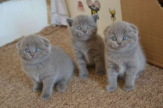 Scottish kittens for sale. image 1