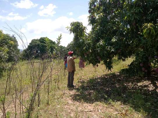 50X100ft PLOTS AT MAKUYU MITHIINI image 4