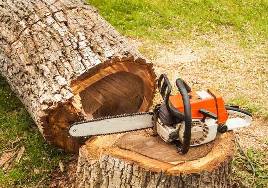 Quality Tree Removal Service | Tree Cutting Services| Tree Removal| Land Clearing| Stump Removal| Emergency work| Firewood Supplies | Tree Trimming and Pruning. Get A Free Quote Now. image 13