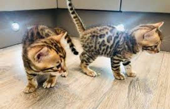 Bengal kittens for adoption. image 1