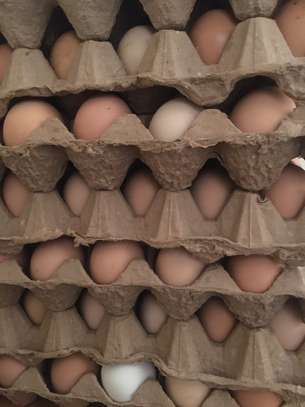 Fertilized Kienyeji eggs image 2