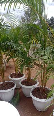 Golden Palm (Potted) image 1