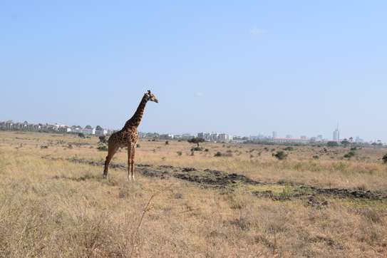 3 days Masai Mara safaris image 6