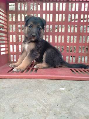 gsd pups for sale image 6
