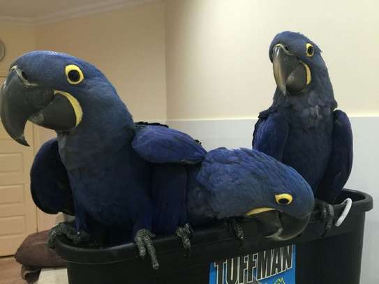 Hyacinth Macaw Parrots for adoption image 1