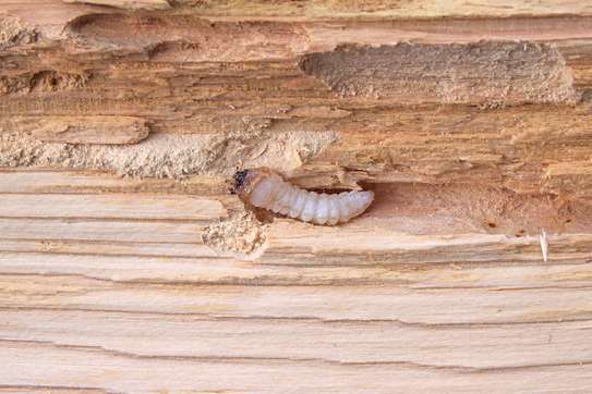 Borer and Termite Control Services Services.Request a quote image 12
