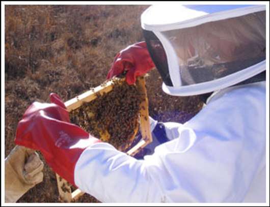 Bee Rescuers | Honey Bee Colony Removal Services image 7