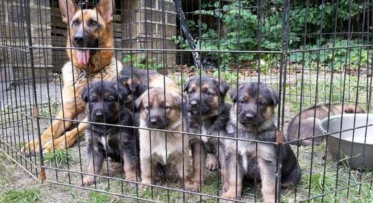 German Shepherd puppies! image 1