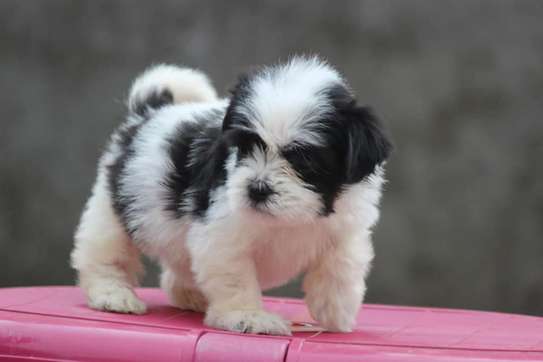 cute havanesse puppies fluffy image 1