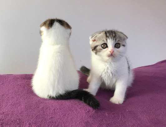 Gorgeous Scottish Fold Kittens. image 1
