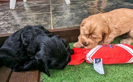 Irresistible Chocolate and Golden Cocker Spaniel Puppies image 7