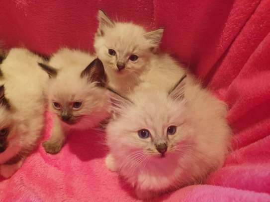 Ragdoll kittens for sale. image 1