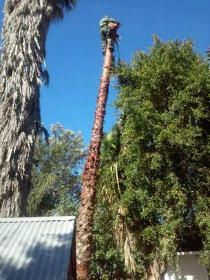 Bush Clearing Services  Nairobi | Athi River | Gatundu | Githinguri | Kajiado | Kiambu | Kikuyu | Kitengela |Kitui | Machakos | Masii | Mwala | Nairobi |Ngong |Oloitoktok |Ongata Rongai | Tala/Kangundo | Wote/Makueni | Naivasha. image 11
