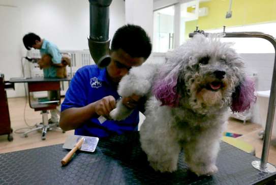 Bestcare Dog Grooming Services-Shampoo and conditioning,Flea treatment ,Nail clipping & Much More.Free Consultation image 1