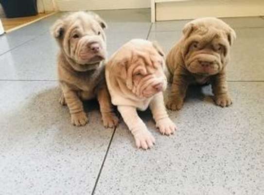 Shar Pei puppies available now image 1