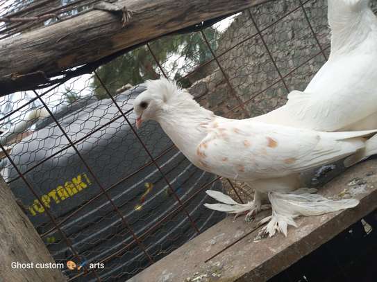 Fancy pigeons image 5