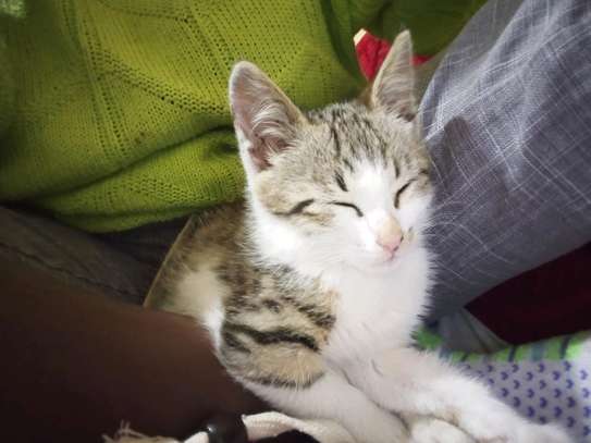 Kitten image 2