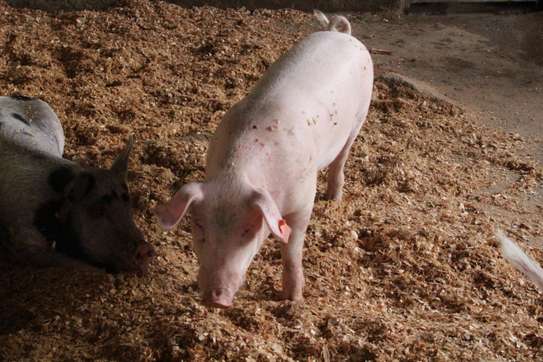 Healthy Pigs Available - Siaya image 9